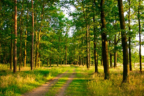 4 Простых Действия, Которые Может Сделать Каждый, Чтобы Помочь Сохранить Лес