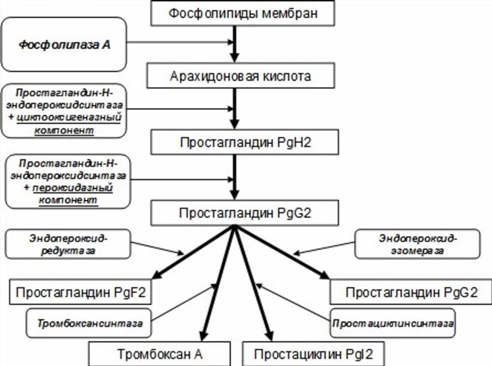 Исследование глубоких механизмов действия препаратов: понимание их работы