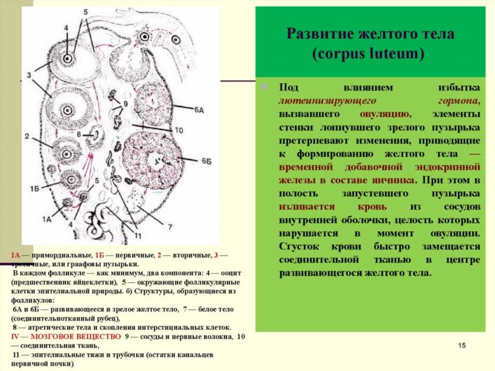 Желтое тело: функции, структура и роль в женском организме