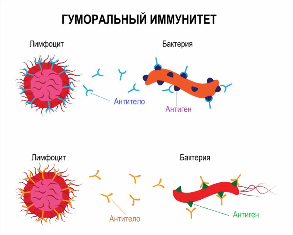 Обнаружение антител к ВИЧ методом ИФА: ключевые моменты и важность