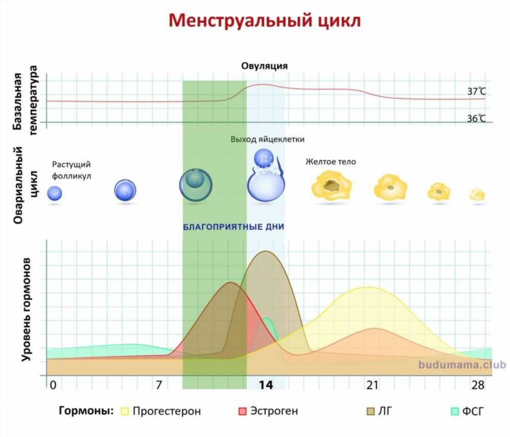 Оптимальное время для зачатия: Когда происходит овуляция после месячных и как определить благоприятные дни