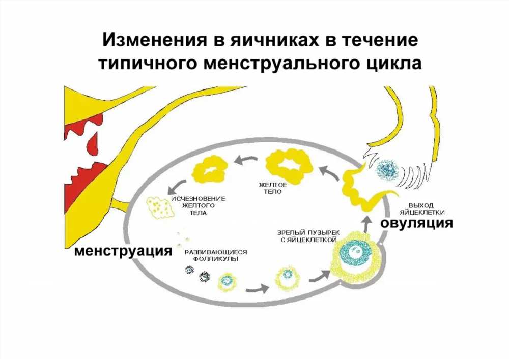 Овуляция: ключевые моменты в женском цикле и ее влияние на зачатие