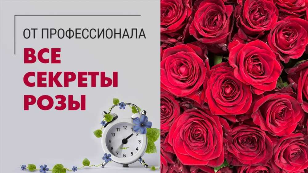 Продлите жизнь вашим розам: секреты сохранения роз в вазе