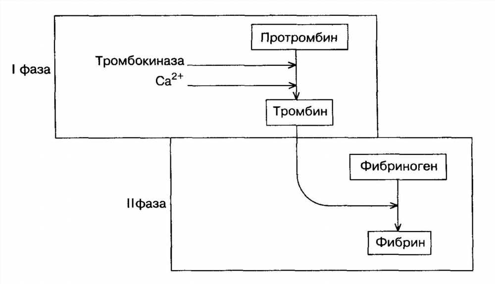 Всё о свертываемости крови: механизмы, функции и значение