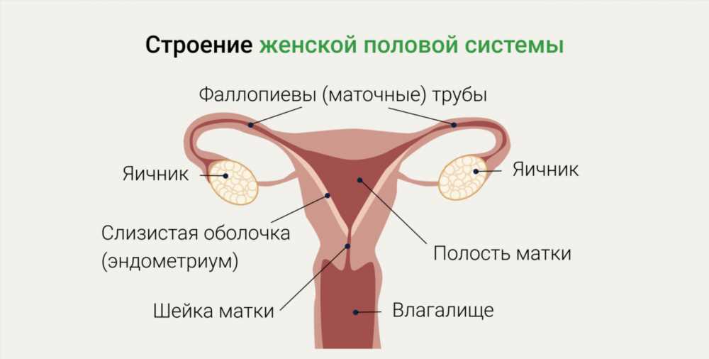 Значение косметики в интимной гигиене: Как выбрать и применять правильно